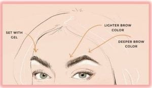 Highlight your brows