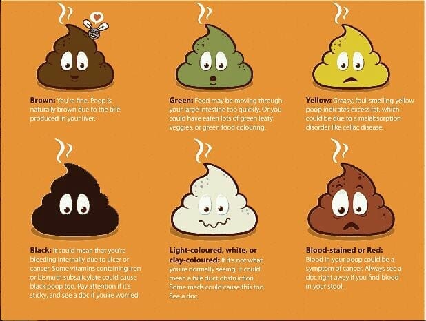 What your Poop Says about your Personality - The Polka Dot Daisy